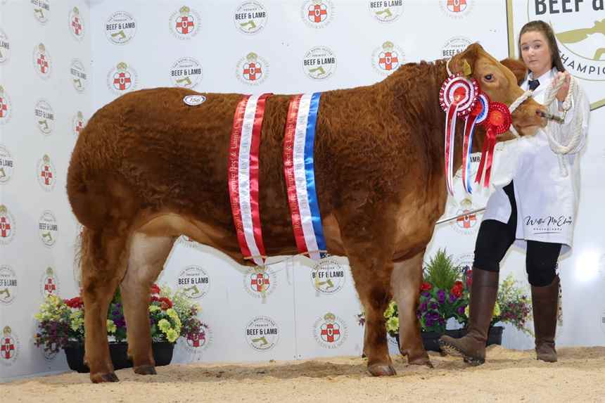 Champion British Blonde