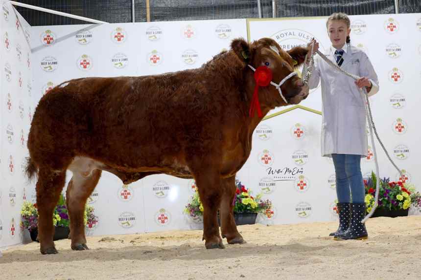 Limousin Steer