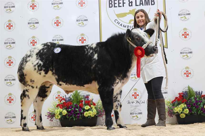 British Blue Bullock