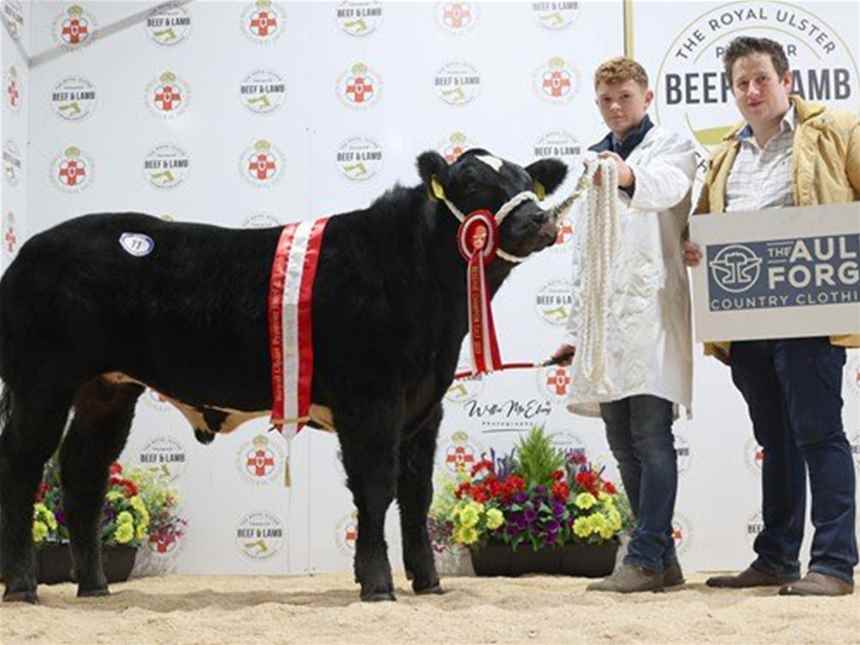 Reserve Champion Calf