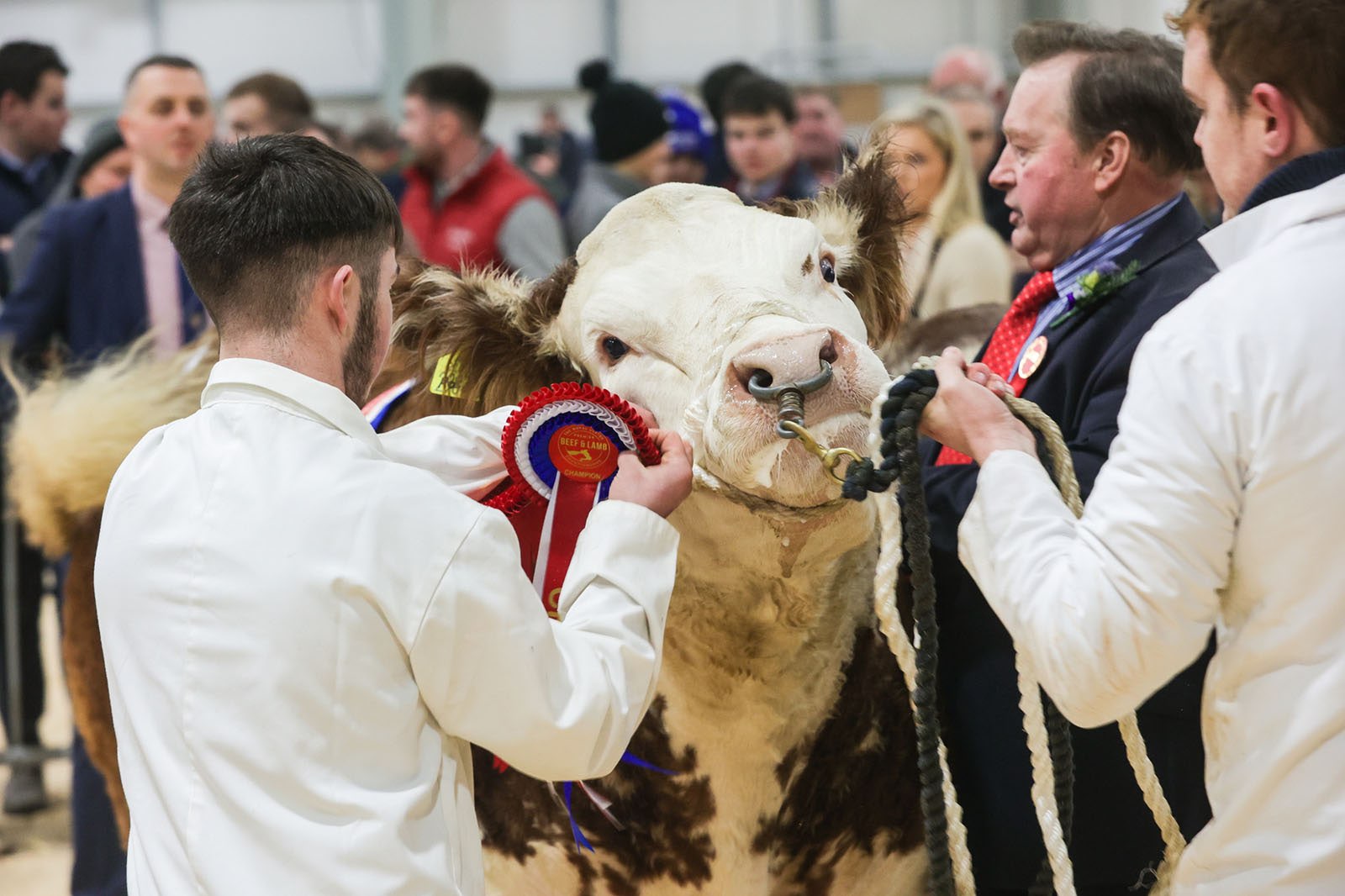 ROYAL ULSTER PREMIER  BEEF & LAMB CHAMPIONSHIPS