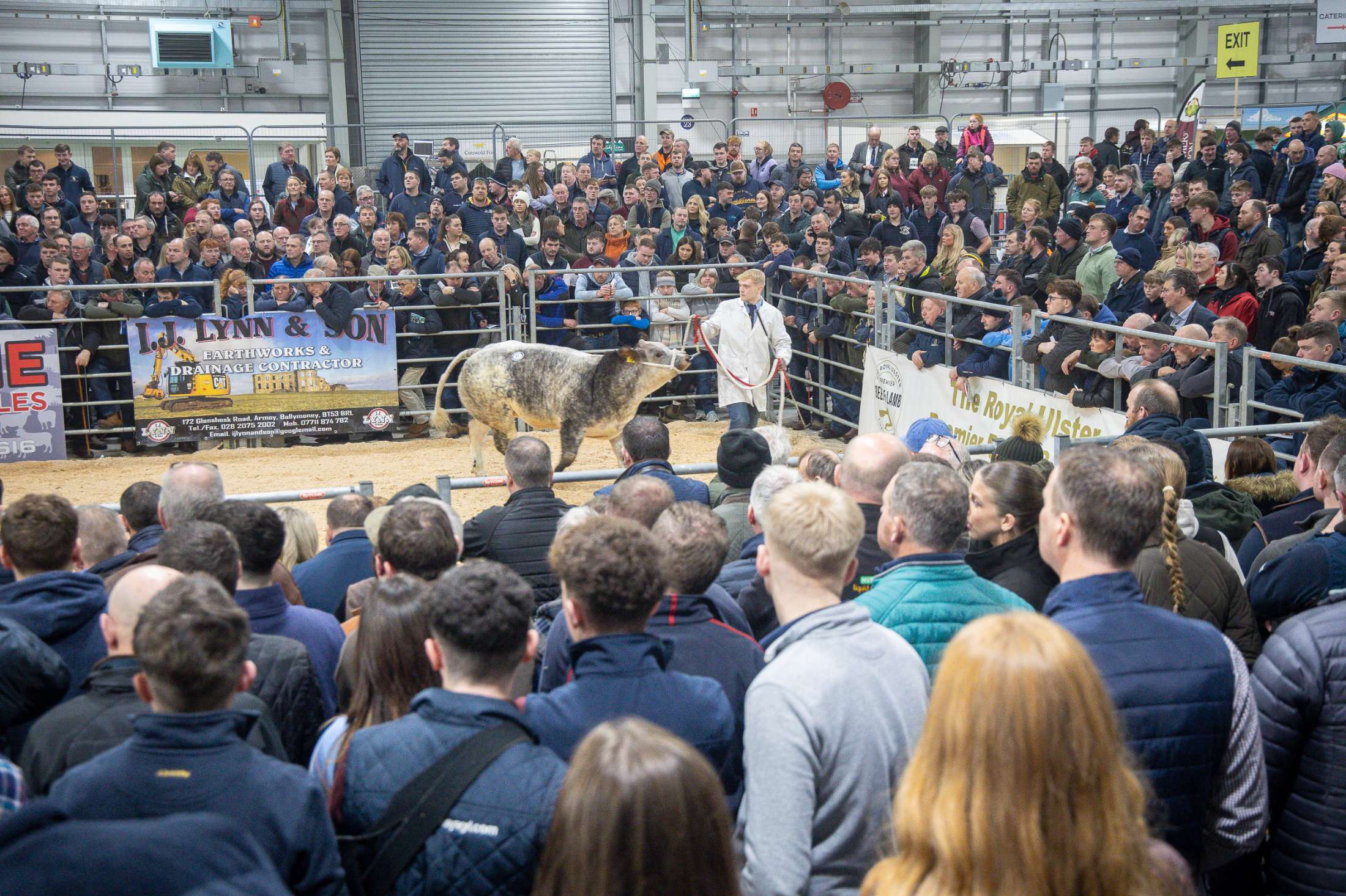 Crowds surrounding the ring as a man shows his calf